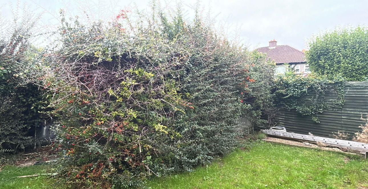 Ivy stripped off a garage wall before