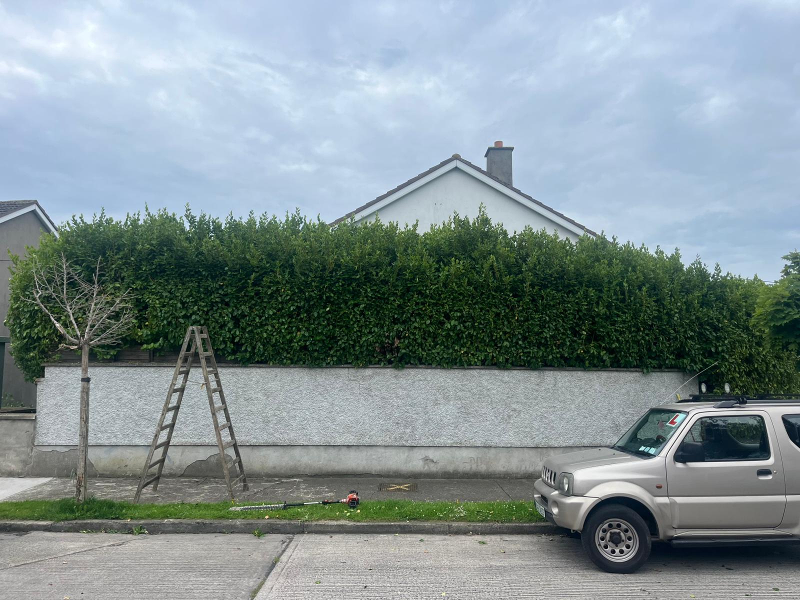 Tall front hedge cut