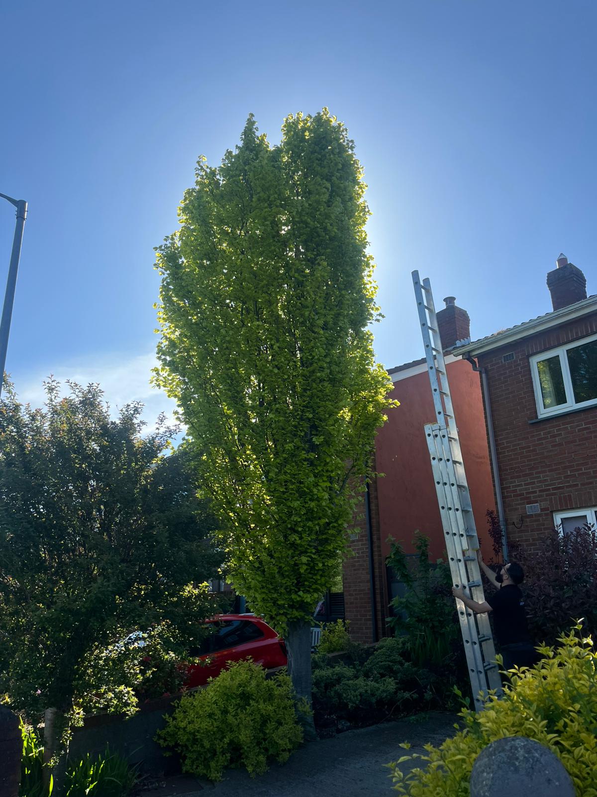 Front garden tree removed before