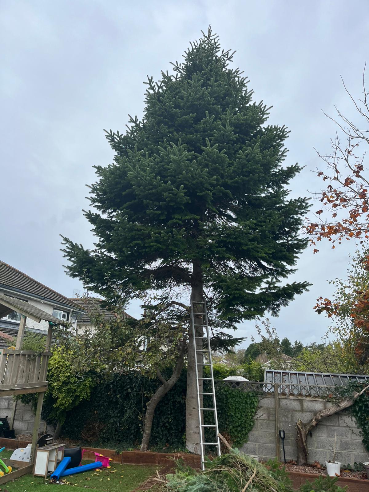 Large spruce removal before