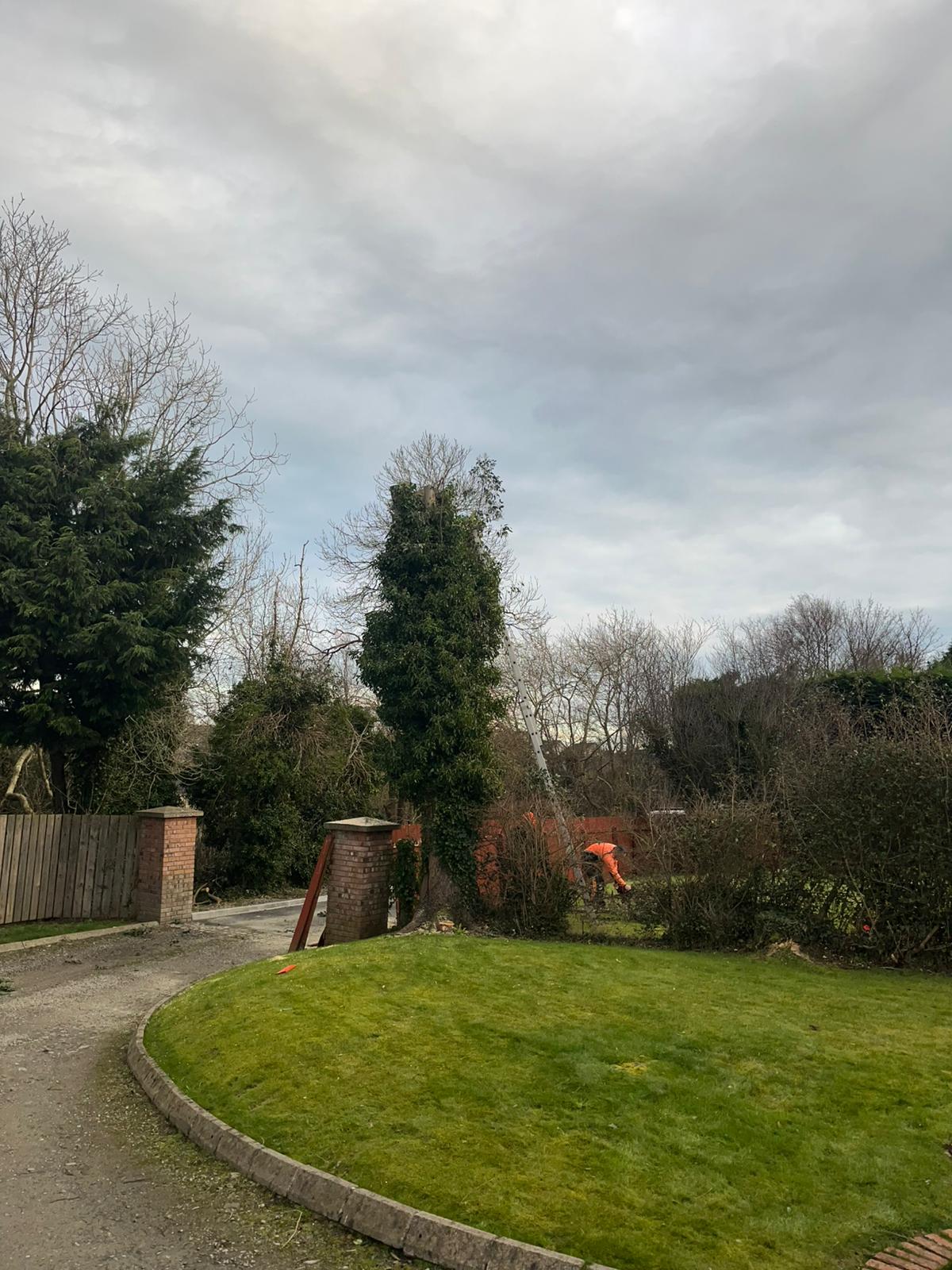 Eucalyptus tree taken down after